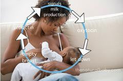 Breastfeeding 101 Course